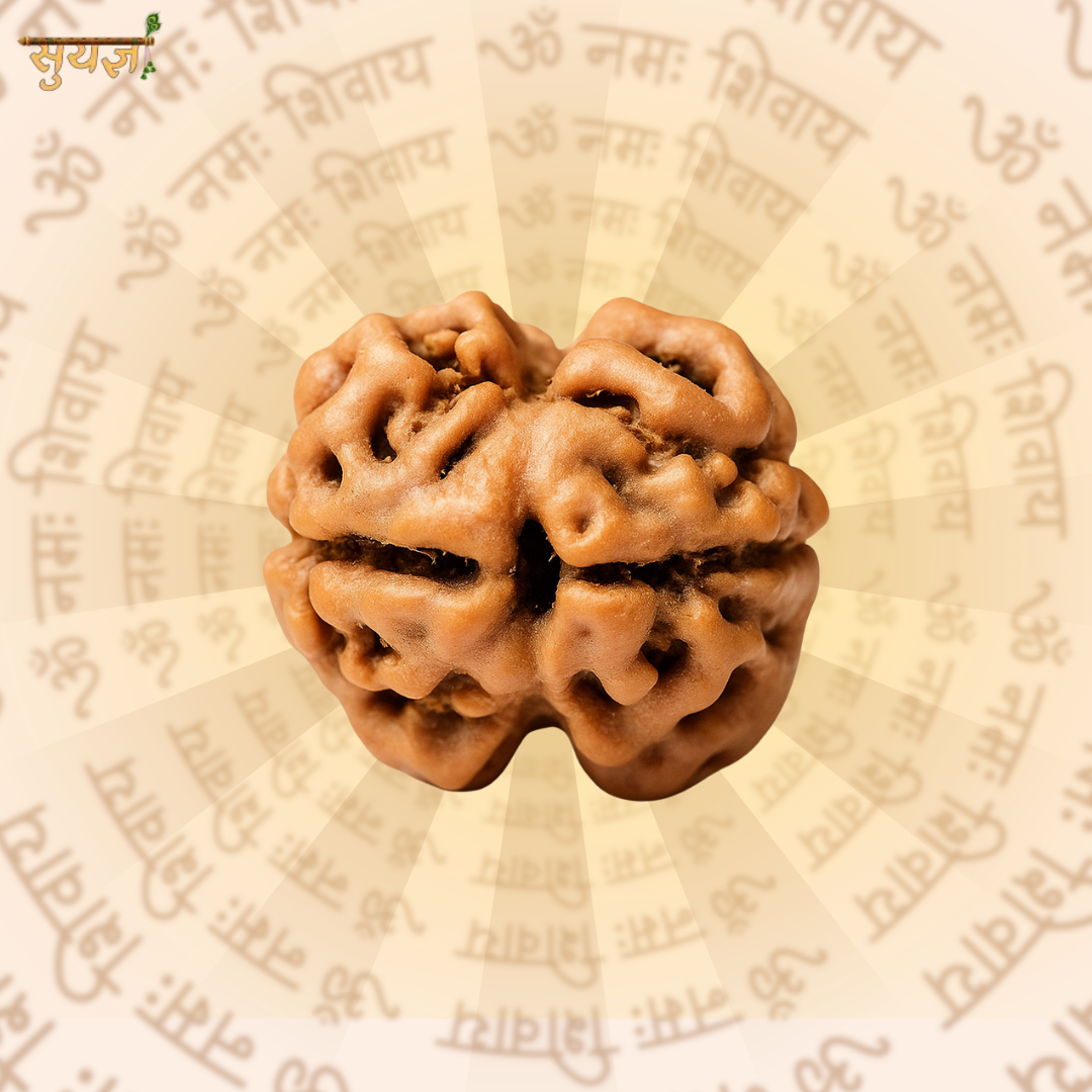 2 (मुखी) Faces Rudraksh (Super)