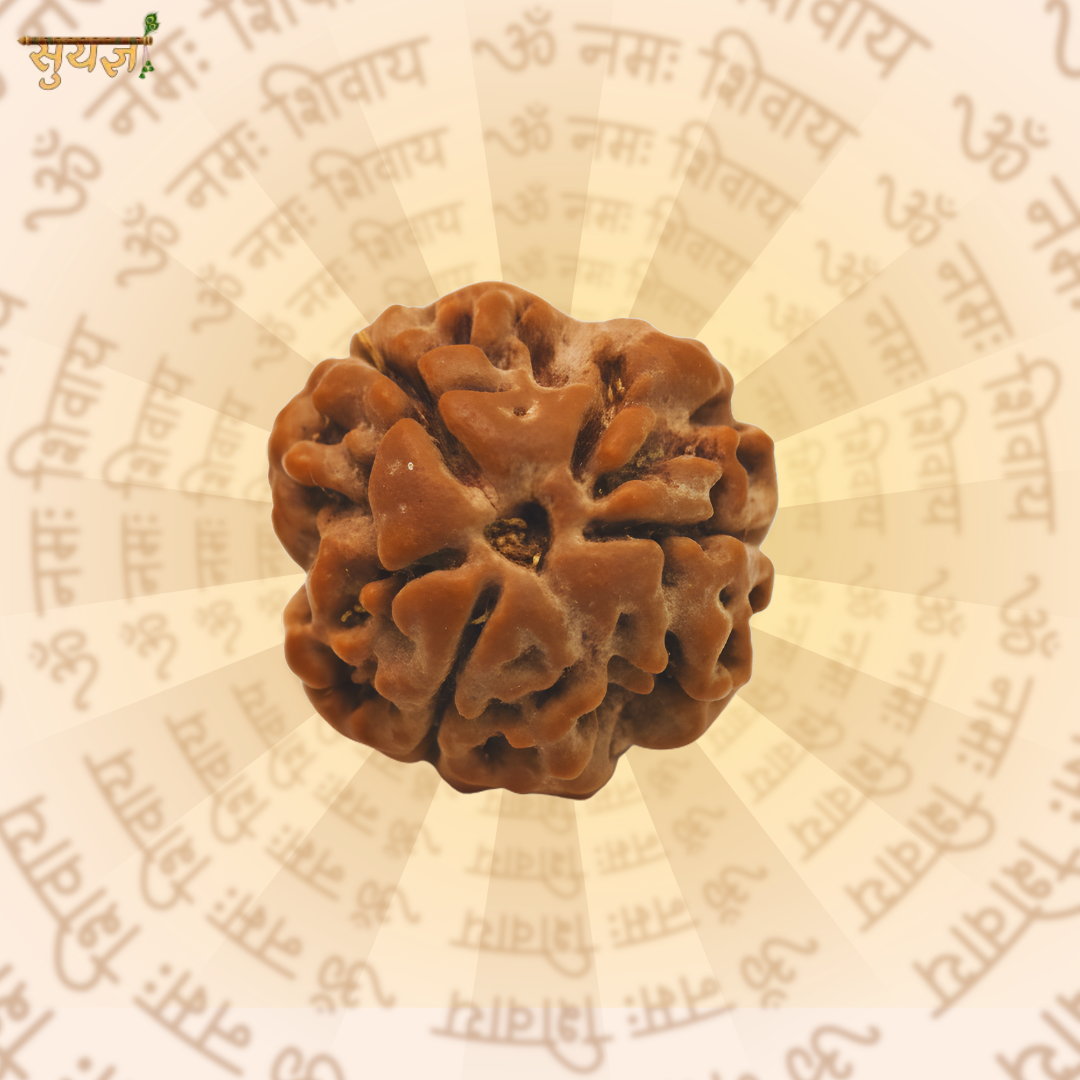3 (मुखी) Faces Rudraksh (Super)