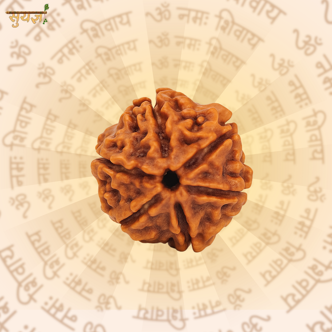 6 (मुखी) Faces Rudraksh (Premium) (20-22 mm)