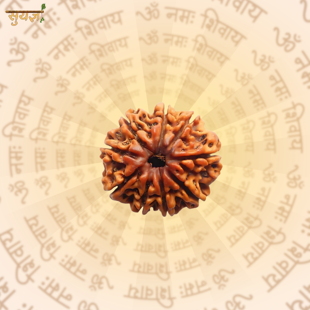 9 (मुखी) Faces Rudraksh (Super)