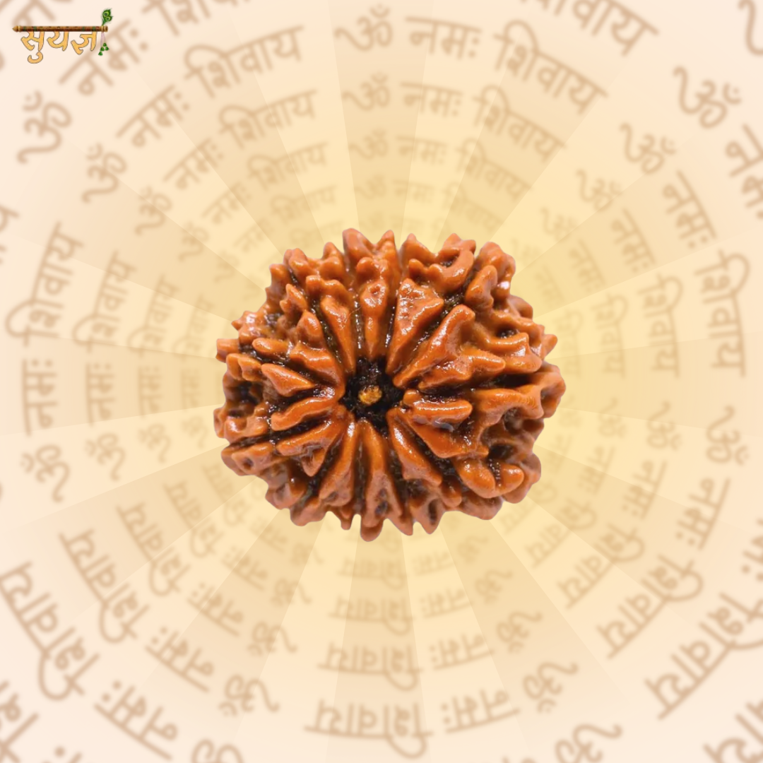11 (मुखी) Faces Rudraksh (Super)
