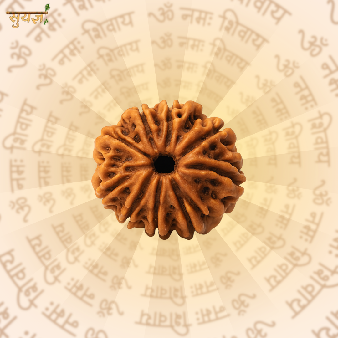 12 (मुखी) Faces Rudraksh (Super)