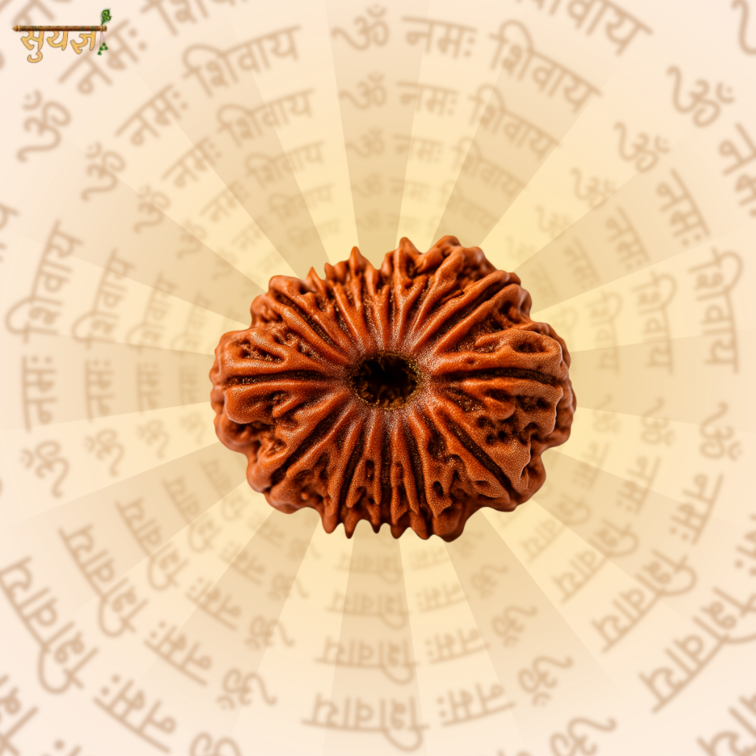 13 (मुखी) Faces Rudraksh (Super)